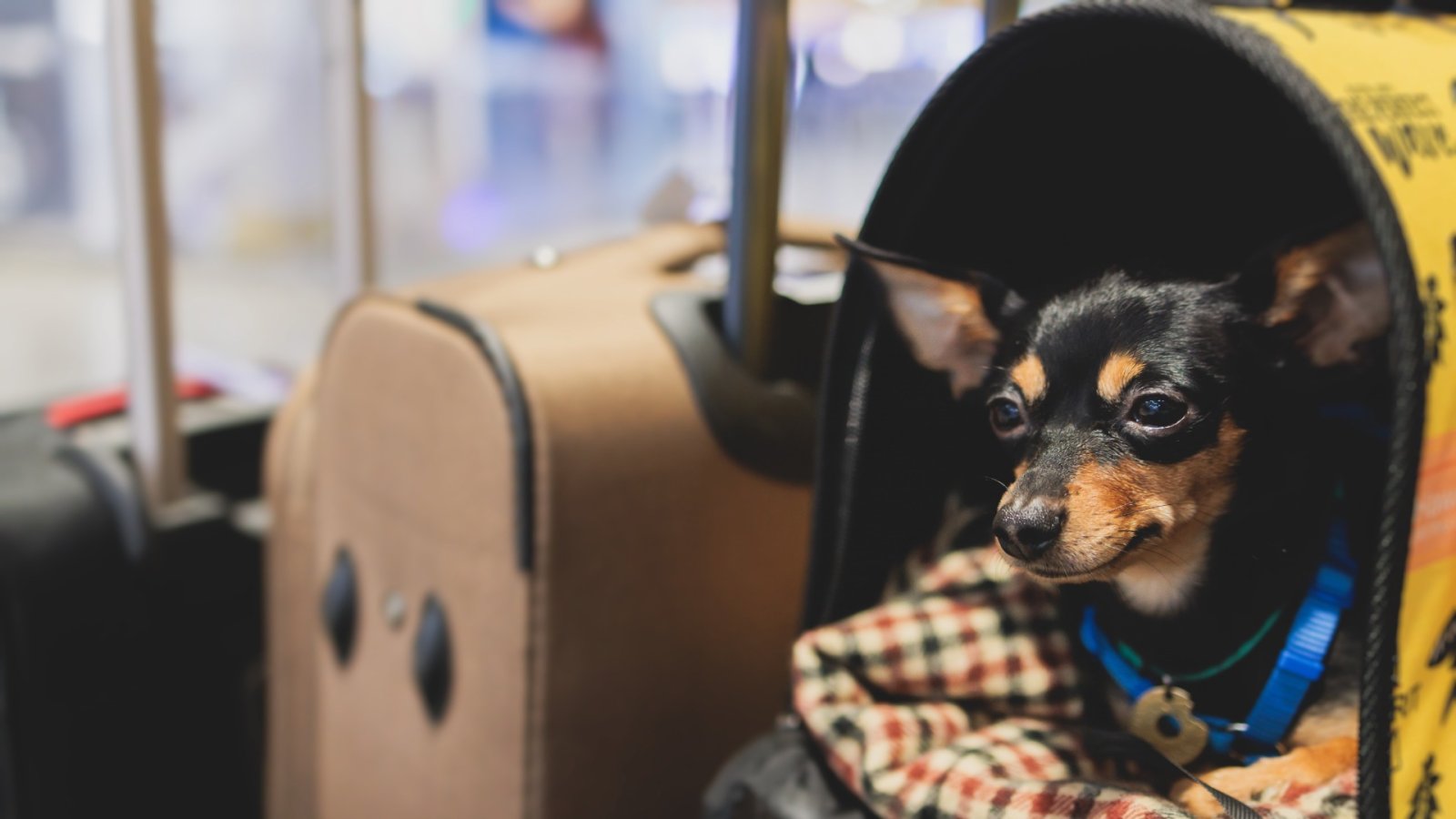 ペットフレンドリーな旅行：猫や犬と一緒に快適な休暇を過ごすためのヒント
