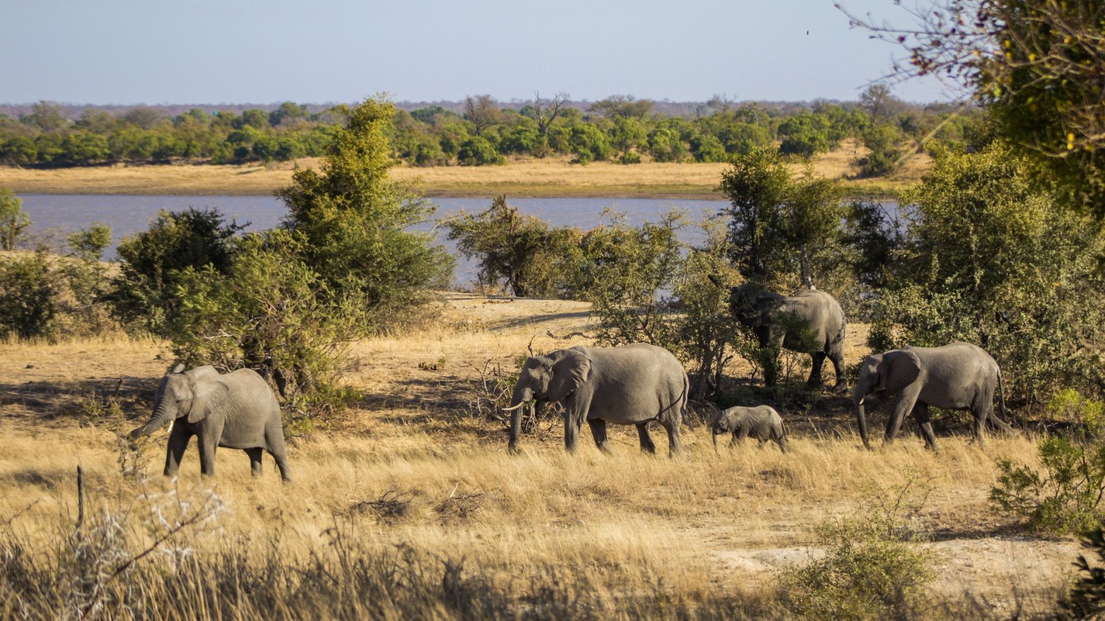 下一个假期你想体验的 5 次非洲狩猎之旅