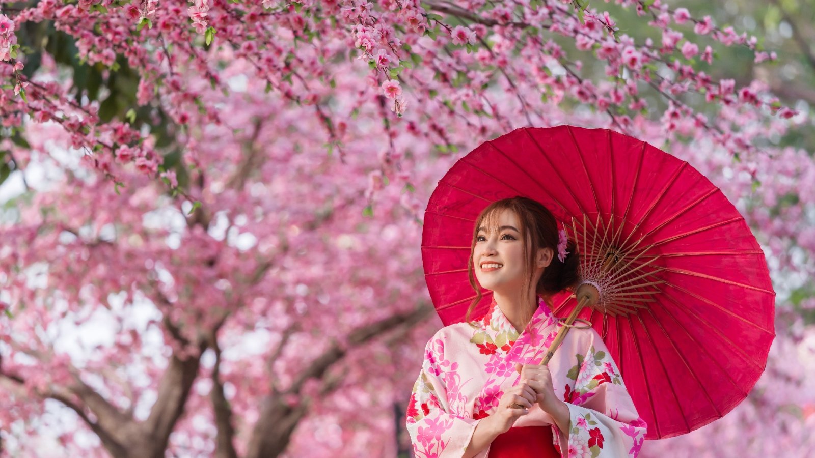 Bagaimana dan di mana menikmati kemegahan musim bunga sakura